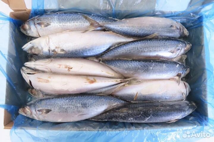 Скумбрия 600+