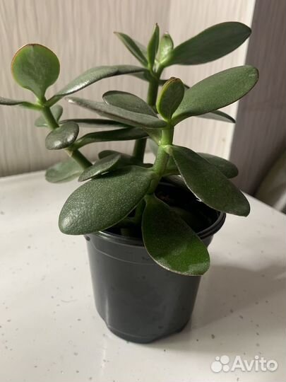 Толстянка «денежное дерево«