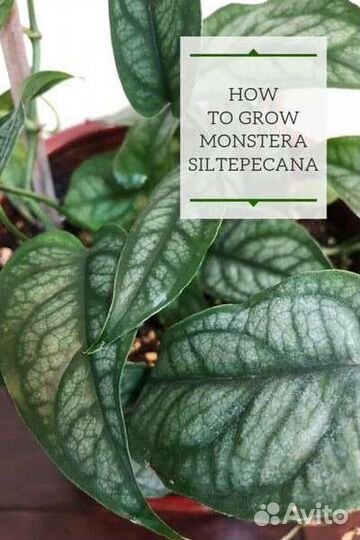 Монстера Сальвадор (сильтепекана)