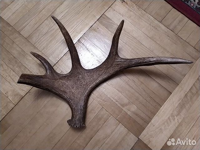 Авито ярославская область рога лося. Рога лося в интерьере. Рога сохатого. Авито ярославская область рога лося. Стул с рогами.