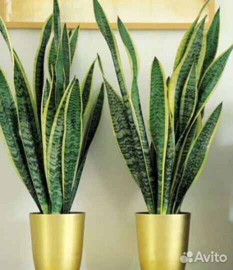 Цветы комнатные