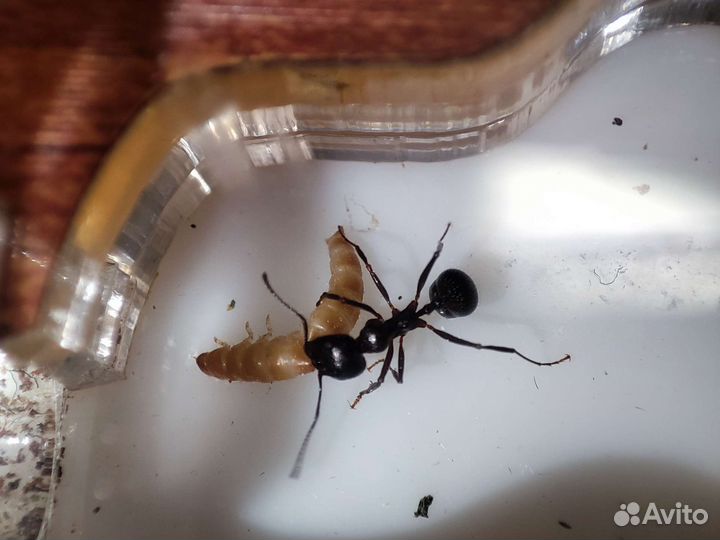 Микро мучной червь