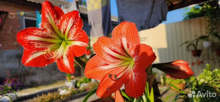 Гиппеаструм