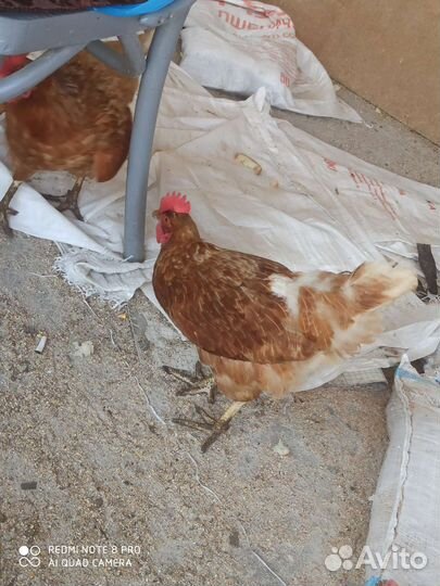 Куры несушки ломан braun