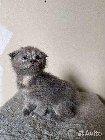 Котята в добрые руки бесплатно