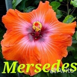 Срезы сортовых гибискусов