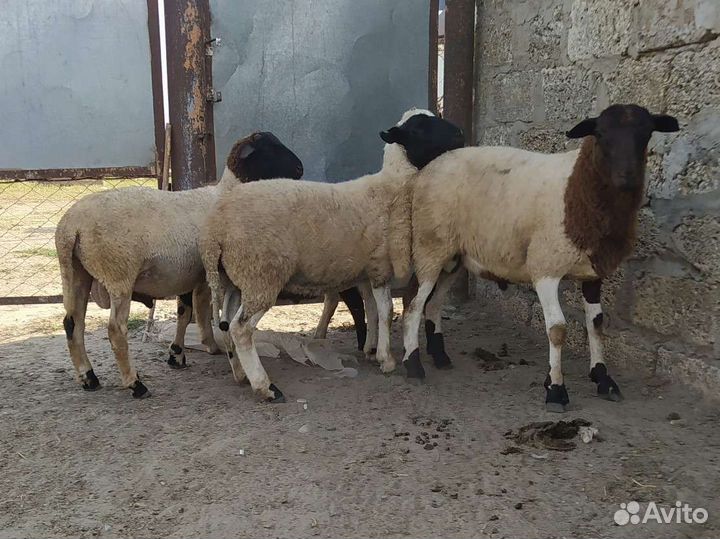 Овцы бараны ягнята