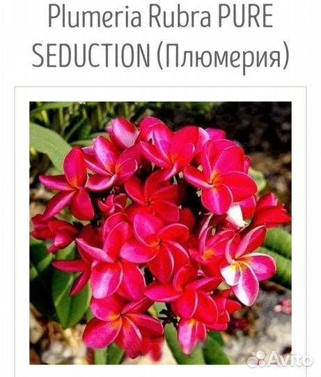 Семена плюмерии