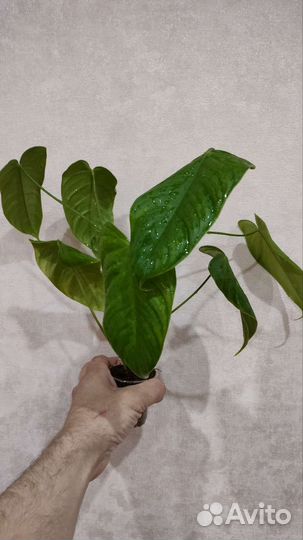 Калатеи, алоказии, аглаонемы, аспидистра