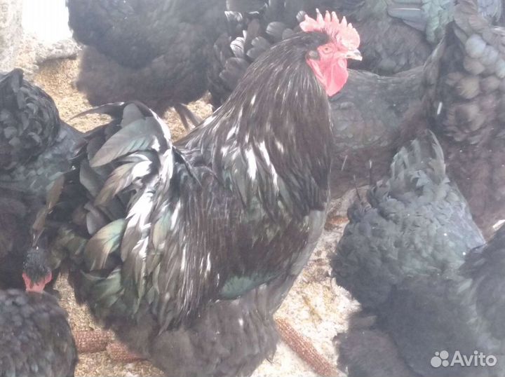 Куры и инкубационные яйца