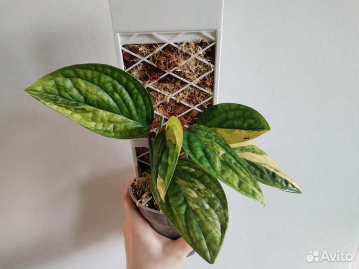 Монстера сп Перу (карстенианум) вар