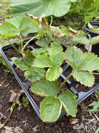 Рассада клубники