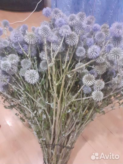 Мордовник шароголовый