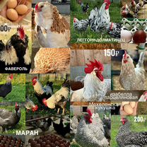 Куры. Петухи. Инкубационное яйцо, Москва