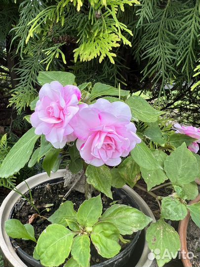 Бальзамин ванька мокрый