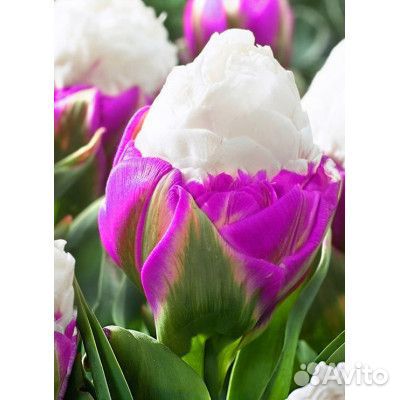 Тюльпаны пломбир