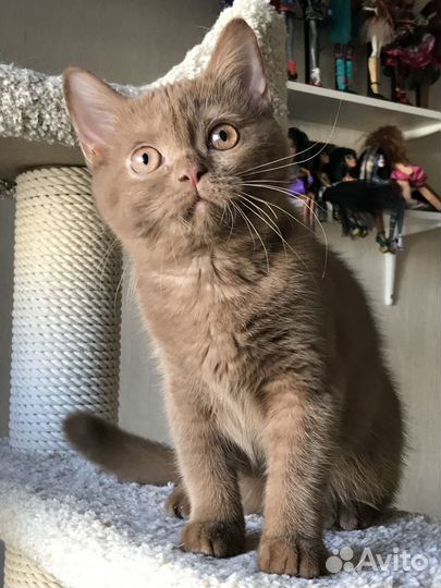 Котята британские шоколад циннамон