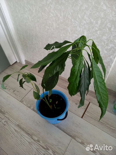 Авокадо растение