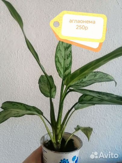 Продам цветы комнатные