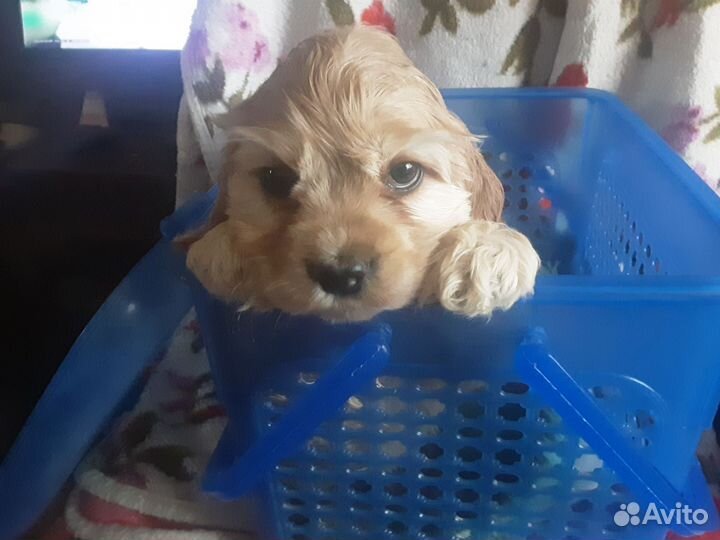 Кокер спаниель