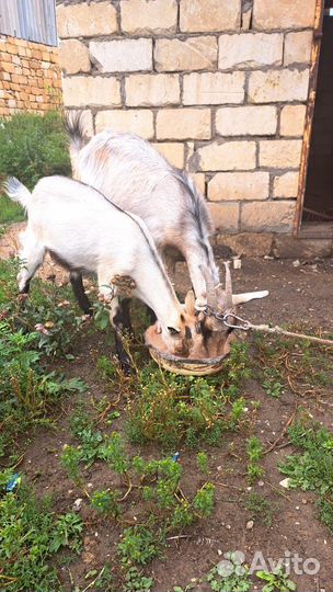 Коза дойная