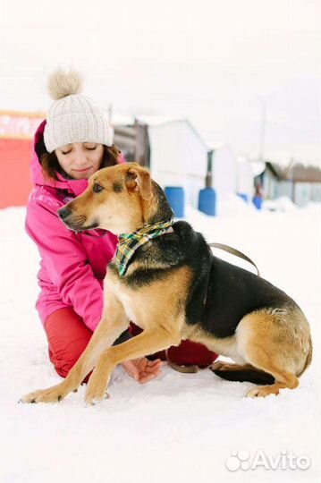 Собака подросток в добрые руки