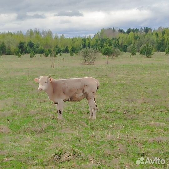 Коровы, телята