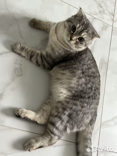 Шотландский вислоухий кот на вязку