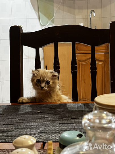 Отдам кошку в добрые руки