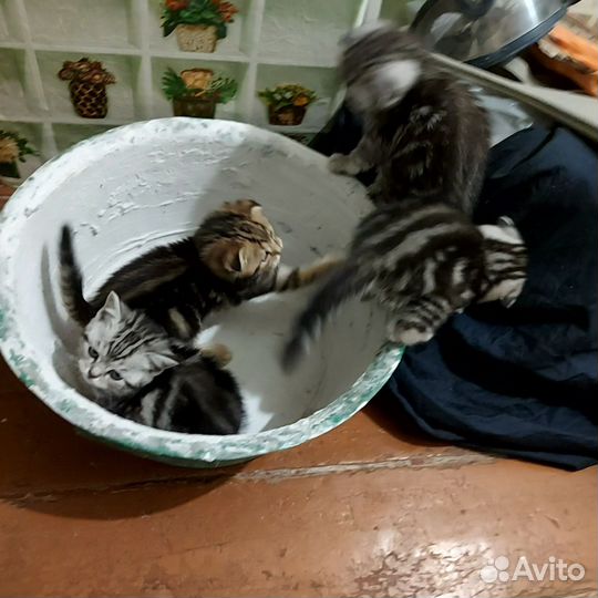 Шотландские котята