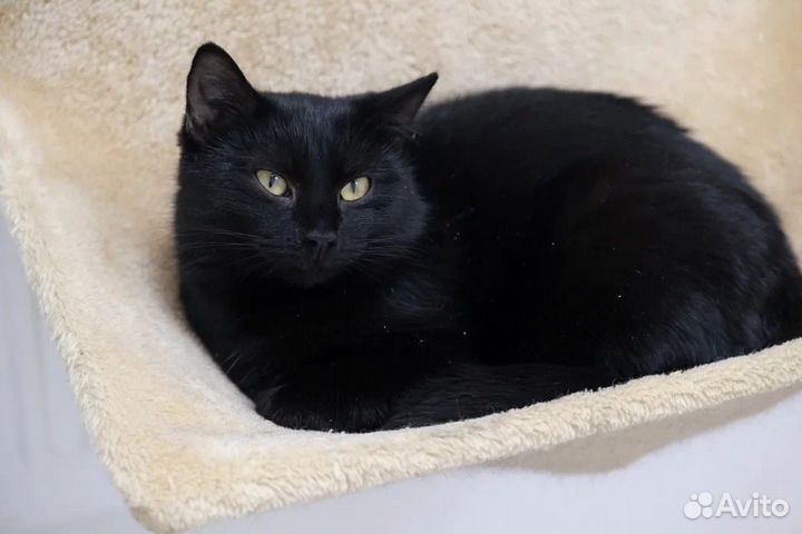 Кошечка Ночка в добрые руки