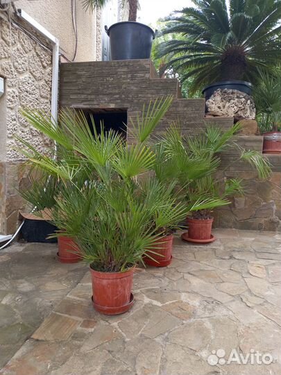 Пальма хамеропс
