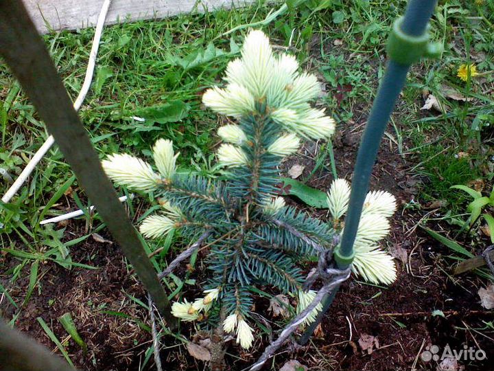 Ель колючая (сорт 'Bialobok')