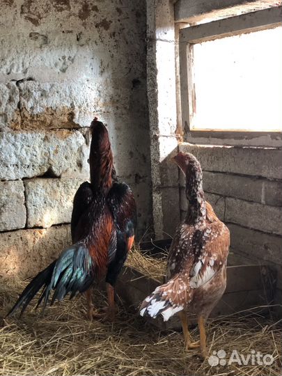 Бойцовые петухи