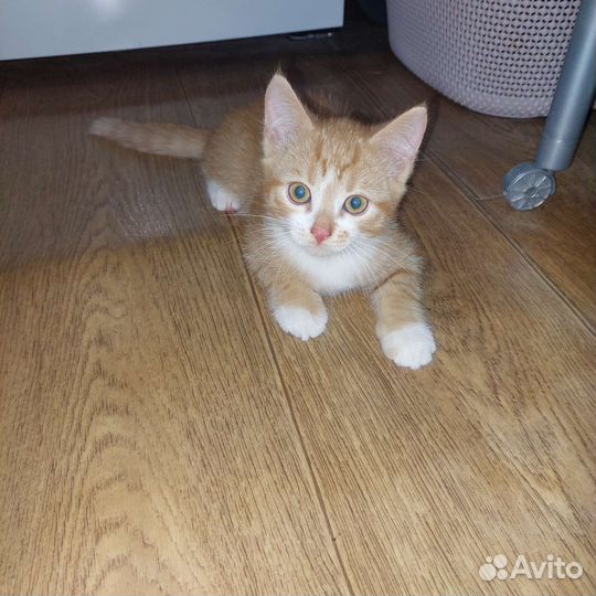 Кошки в добрые руки бесплатно