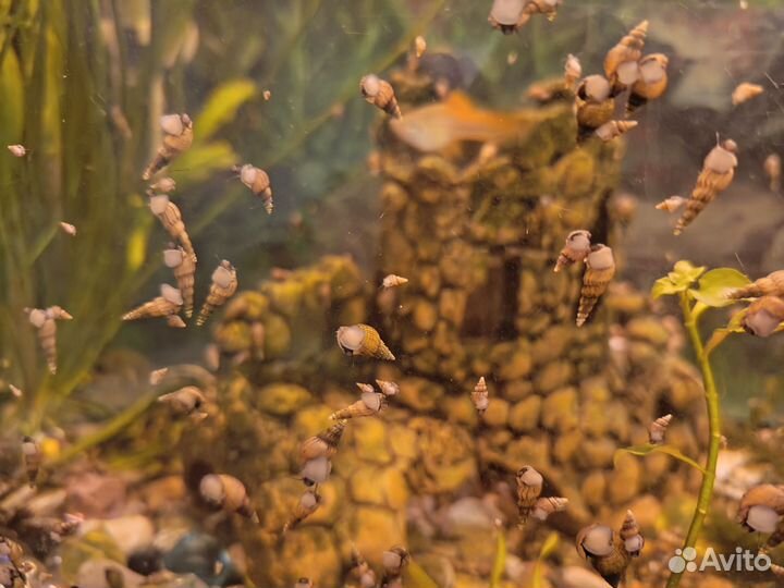 Грунтовые улитки в аквариум (Мелании)