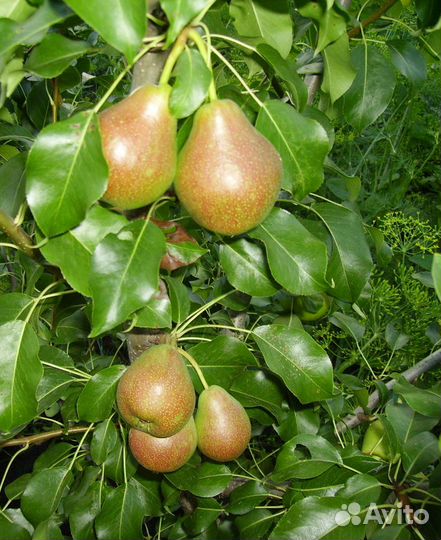 Плодово-ягодные культуры