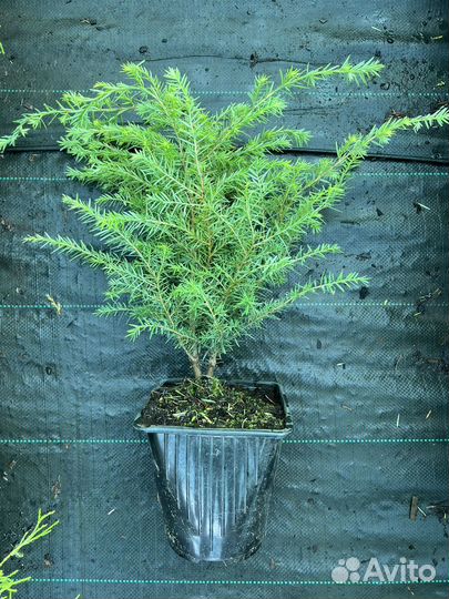 Тсуга канадская