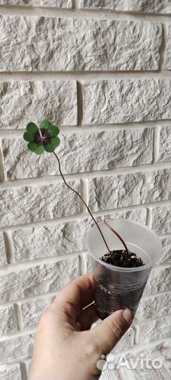 Кислица оксалис, Iron cross