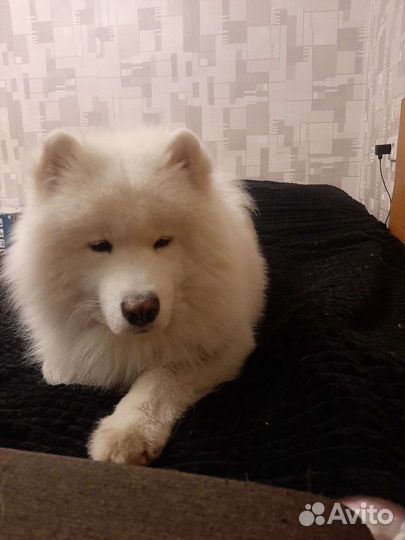 Передержка собак