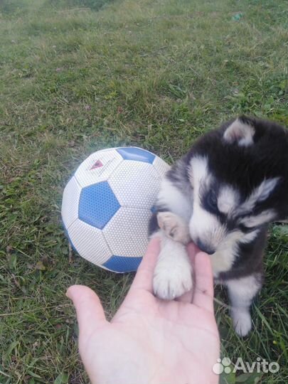 Щенки Хаски