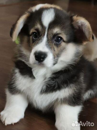 Вельш-корги