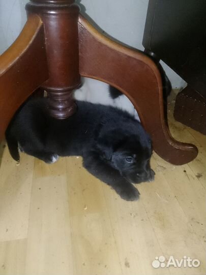 Собаки щенки