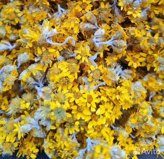 Мелкие сухоцветы для творчества