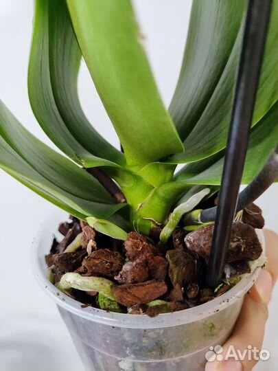 Орхидея фаленопсис бабочка Кимино