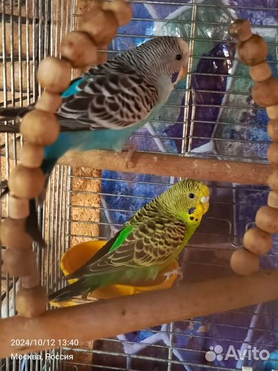 Волнистые попугаи. Самочки. 2.5 мес