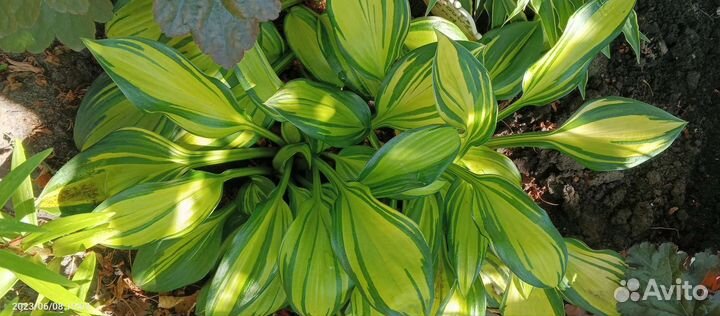 Хосты более 100 сортов