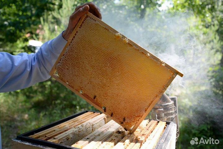 Разнотравье мед 2023