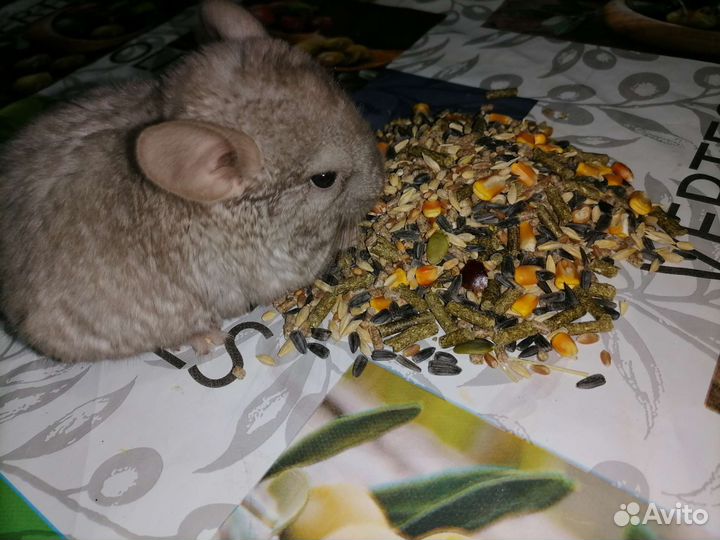 Корм для домашних грызунов