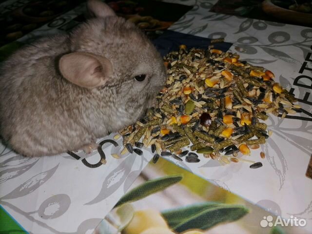 Корм для домашних грызунов